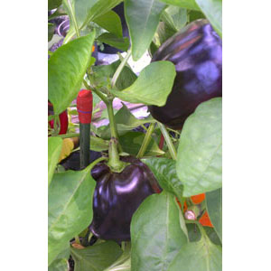 Organic Non-GMO Purple Beauty Sweet Pepper