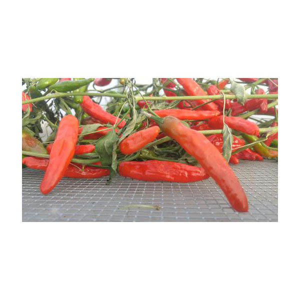 Organic Non-GMO Serrano Hot Pepper