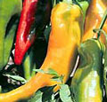 Organic Non-GMO Corno Di Toro Sweet Pepper
