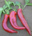 Organic Non-GMO Joe E. Parker Anaheim Chili Pepper