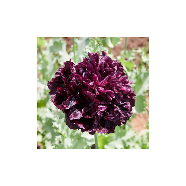 Organic Non-GMO Poppy 'Black Beauty'