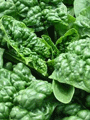 Organic Non-GMO Spinach, Bloomsdale Longstanding