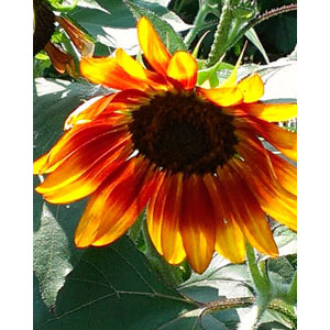 Organic Non-GMO Sunflower Autumn Beauty