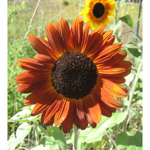 Organic Non-GMO Sunflower Velvet Queen - Click Image to Close