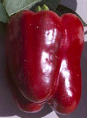 Organic Non-GMO Chinese Giant Sweet Bell Pepper