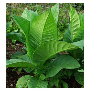 Organic Non-GMO Tobacco Virginia
