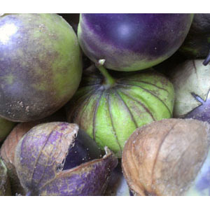 Organic Non-GMO Tomatillos Purple de Milpa