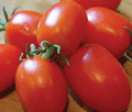 Organic Non-GMO Amish Paste Tomato