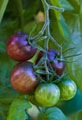 Organic Non-GMO Black Cherry Tomato