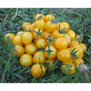 Organic Non-GMO Blondkopfchen Cherry Tomato