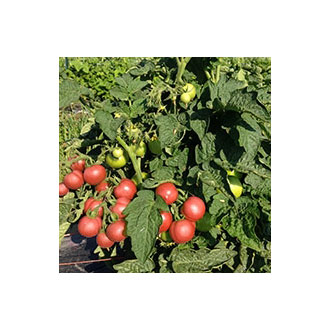 Organic Non-GMO Bogus Fructa Tomato