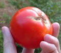 Organic Non-GMO Bonny Best Tomato