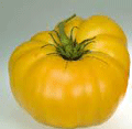Organic Non-GMO Brandywine Yellow Tomato
