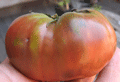 organic Non-GMO Brandywine Red Tomato