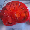 Organic Non-GMO Caspian Pink Tomato