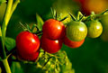 Organic Chadwick Cherry Tomato