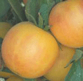 Organic Non-GMO Garden Peach Tomato