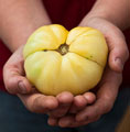 Organic Non-GMO Great White Tomato