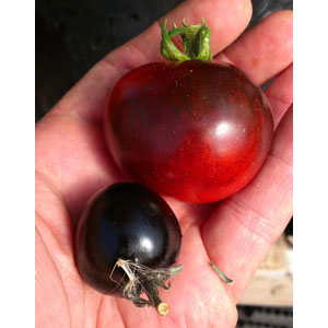 Organic Non-GMO Indigo Rose Tomato