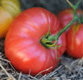 Organic Non-GMO Marianna's Peace Tomato