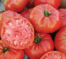 Organic Non-GMO Mortgage Lifter Tomato
