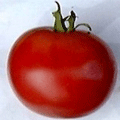 Organic Non-GMO Moskvich Tomato