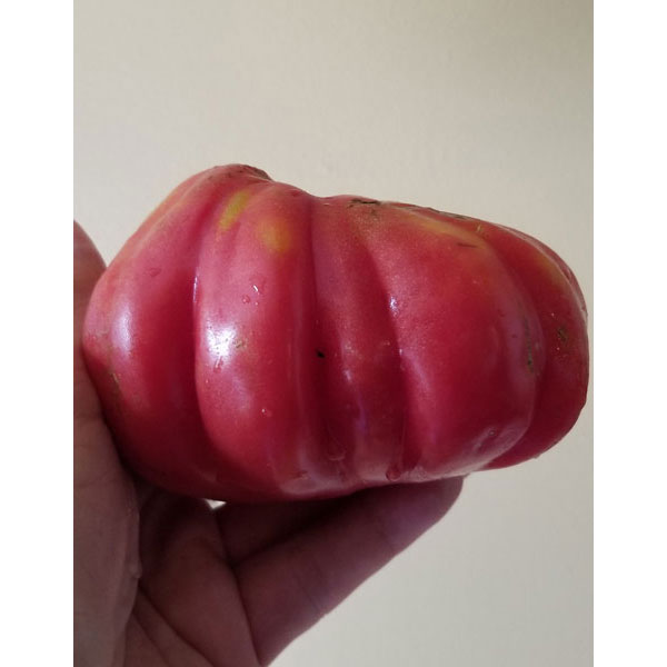 Organic Non-GMO Oaxacan Pink Tomato