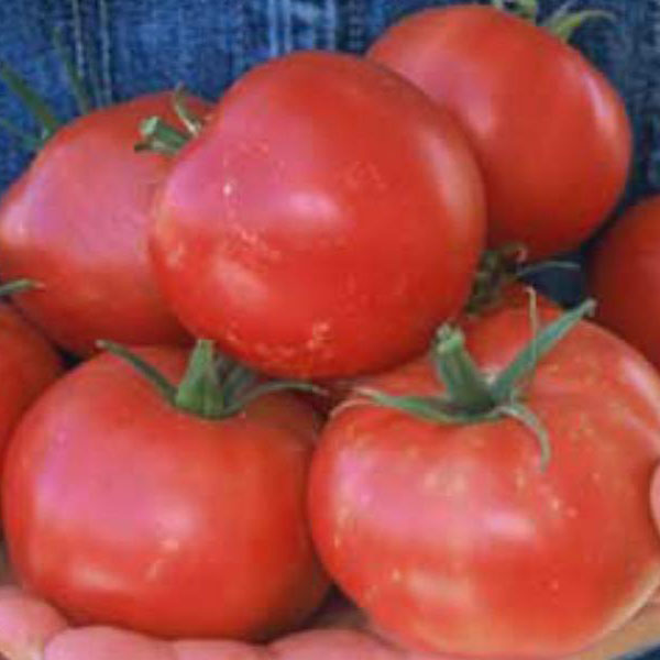 Organic Non-GMO Rose de Berne Tomato