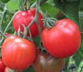 Organic non-GMO Stupice Tomato