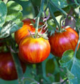 Organic non-GMO Tigerella Tomato