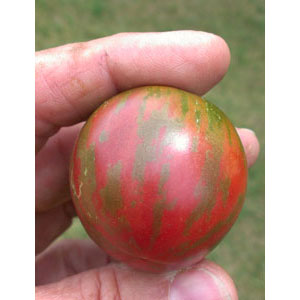 Organic non-GMO Violet Jasper Tomato