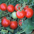 Organic Non-GMO Baxter's Bush Cherry Tomato