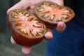 Organic Non-GMO Black Krim Tomato