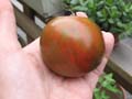 Organic Non-GMO Black Zebra Tomato