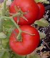 Organic Non-GMO Cosmonaut Volkov Tomato