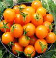 Organic Non-GMO Golden Cherry Tomato
