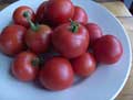 Organic non-GMO Matina Tomato