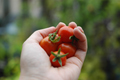 Organic Non-GMO Principe Borghese Cherry Tomato