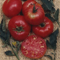 Organic Non-GMO Prudens Purple Tomato