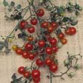 Organic Non-GMO Red Currant Cherry Tomato