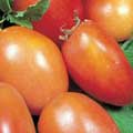 Organic non-GMO San Marzano Paste Tomato