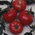 Organic non-GMO Watermelon Beefsteak Tomato