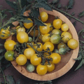 Organic Non-GMO White Cherry Tomato
