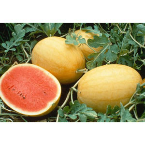Organic Non-GMO Golden Midget Watermelon