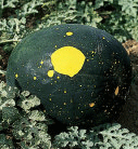 Organic Non-GMO Moon and Stars Watermelon
