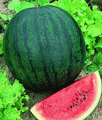 Organic Non-GMO Sugar Baby Watermelon